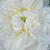 White - Damask rose - Botzaris